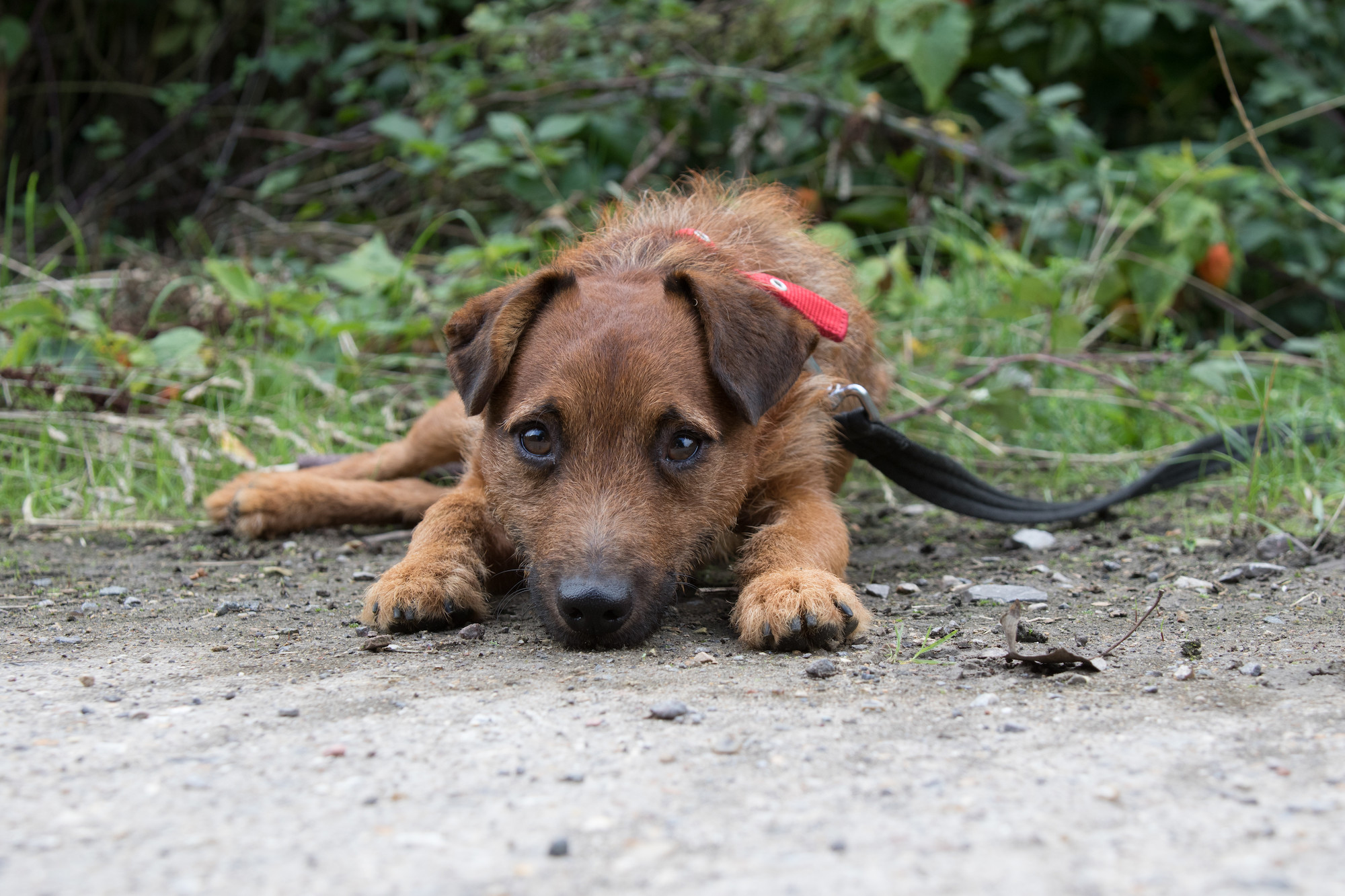 Curing mange shop in dogs